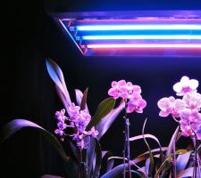 Свет для выращивания растений