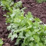 Кориандр: выращивание из семян и уход за растением Когда сеять кинзу весной