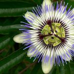 Цветок — пассифлора комнатная: сорта, уход, выращивание из семян и черенками