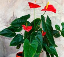Цветок юкка: выращивание в домашних условиях, фото … или сразу в грунте