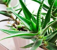 Полив алоэ: секреты выращивания лекарственного кактуса Поливать алоэ вера домашних условиях